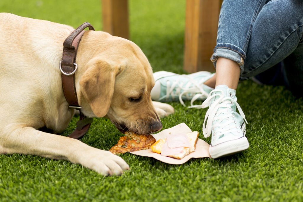 Quando i cani sotterrano il cibo - Pensione Per il tuo cane